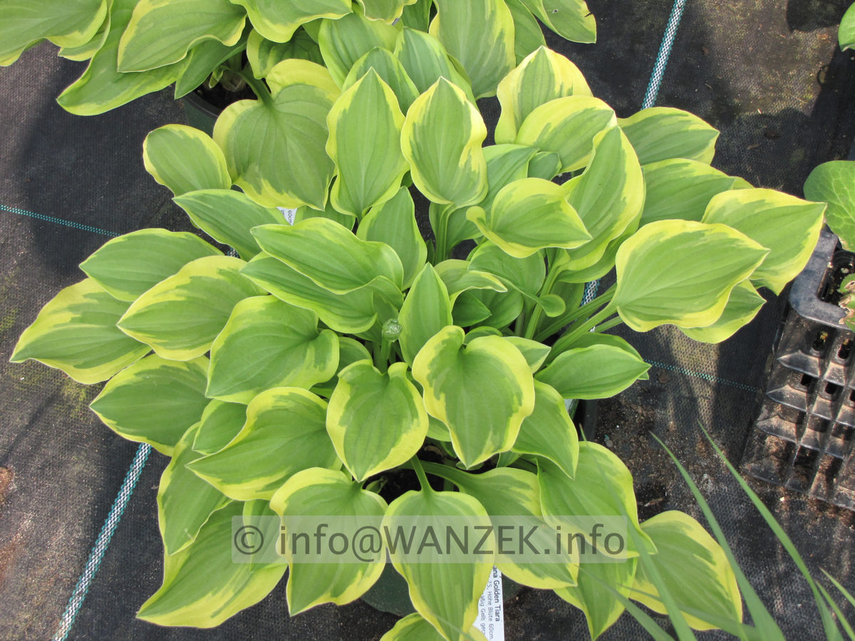 Hosta nakaiana Golden Tiara 02.JPG